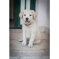 Foto dell\'animale Comune di Corigliano-Rossano - 380260044219453