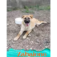 Foto dell\'animale Comune di Corigliano-Rossano - 380260044265607