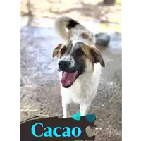 Foto dell\'animale Comune di Corigliano-Rossano - 380260044266226