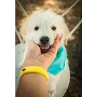 Foto dell\'animale Comune di Corigliano-Rossano - 380260044265743