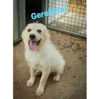 Foto dell\'animale Comune di Corigliano-Rossano - 380260044219252