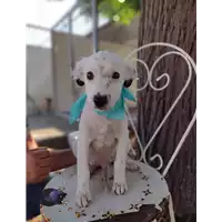 Foto dell\'animale Comune di Corigliano-Rossano - 380260044218591