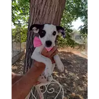 Foto dell\'animale Comune di Corigliano-Rossano - 380260044218978