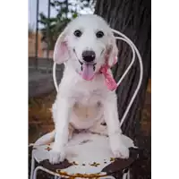 Foto dell\'animale Comune di Corigliano-Rossano - 380260044219428