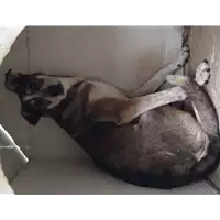Foto dell\'animale Comune di Corigliano-Rossano - 380260010175456