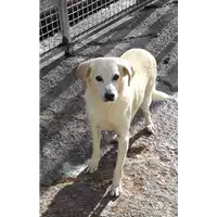 Foto dell\'animale Comune di Corigliano-Rossano - 941000000532933