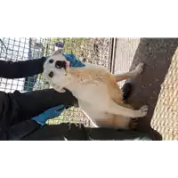 Foto dell\'animale Comune di Corigliano-Rossano - 380260044218706