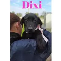 Foto dell\'animale Comune di Corigliano-Rossano - 380260044219272