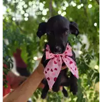 Foto dell\'animale Comune di Corigliano-Rossano - 380260044219230