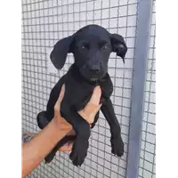 Foto dell\'animale Comune di Corigliano-Rossano - 380260044706530