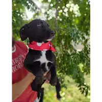 Foto dell\'animale Comune di Corigliano-Rossano - 380260044218765