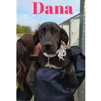 Foto dell\'animale Comune di Corigliano-Rossano - 380260044219027