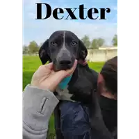 Foto dell\'animale Comune di Corigliano-Rossano - 380260044218618