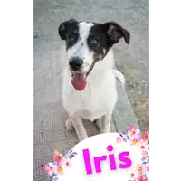 Foto dell\'animale Comune di Corigliano-Rossano - 380260044218673