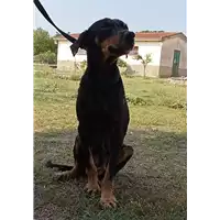 Foto dell\'animale Comune di Corigliano-Rossano - 380260044706466
