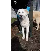 Foto dell\'animale Comune di Corigliano-Rossano - 380260044707050