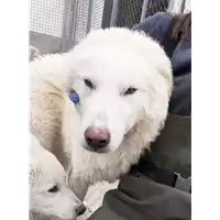 Foto dell\'animale Comune di Corigliano-Rossano - 380260044707099