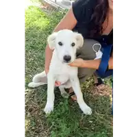 Foto dell\'animale Comune di Corigliano-Rossano - 380260044702698