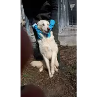 Foto dell\'animale Comune di Corigliano-Rossano - 380260044706457