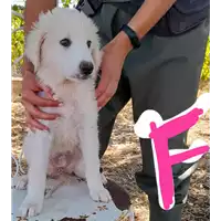 Foto dell\'animale Comune di Corigliano-Rossano - 380260044706558