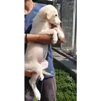 Foto dell\'animale Comune di Corigliano-Rossano - 380260044707145
