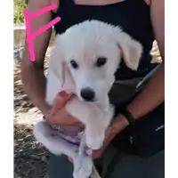 Foto dell\'animale Comune di Corigliano-Rossano - 380260044707055