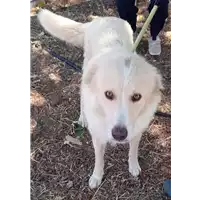 Foto dell\'animale Comune di Corigliano-Rossano - 380260044706744