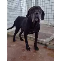 Foto dell\'animale Comune di Corigliano-Rossano - 380260044703608