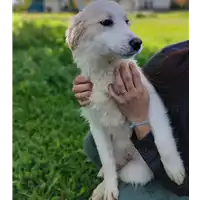 Foto dell\'animale Comune di Corigliano-Rossano - 380260044706599