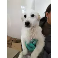 Foto dell\'animale Comune di Corigliano-Rossano - 380260044707034