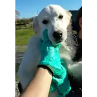 Foto dell\'animale Comune di Corigliano-Rossano - 380260044706428