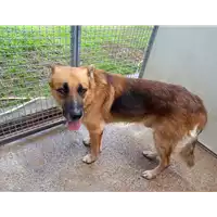 Foto dell\'animale Comune di Corigliano-Rossano - 380260044703685