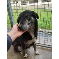 Foto dell\'animale Comune di Corigliano-Rossano - 380260044703216