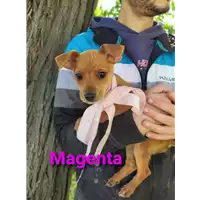 Foto dell\'animale Comune di Corigliano-Rossano - 380260044703275