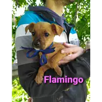 Foto dell\'animale Comune di Corigliano-Rossano - 380260044704091