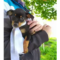 Foto dell\'animale Comune di Corigliano-Rossano - 380260044703354