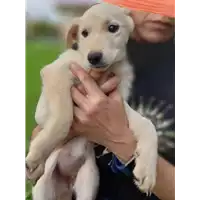 Foto dell\'animale Comune di Corigliano-Rossano - 380260044703678