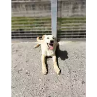 Comune di Corigliano-Rossano - 380260044704206