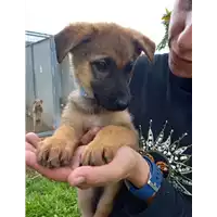Foto dell\'animale Comune di Corigliano-Rossano - 380260044703904