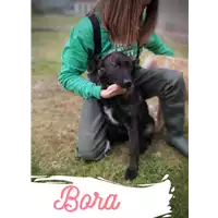 Foto dell\'animale Comune di Corigliano-Rossano - 380260044704079