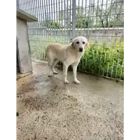 Foto dell\'animale Comune di Corigliano-Rossano - 380260044704071