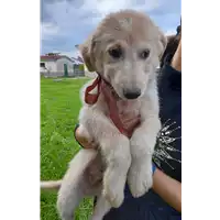 Foto dell\'animale Comune di Corigliano-Rossano - 380260044703882
