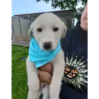 Foto dell\'animale Comune di Corigliano-Rossano - 380260044703983