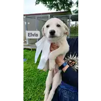 Foto dell\'animale Comune di Corigliano-Rossano - 380260044703196