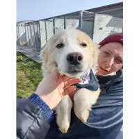 Foto dell\'animale Comune di Corigliano-Rossano - 380260044703326