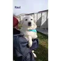 Foto dell\'animale Comune di Corigliano-Rossano - 380260044703343
