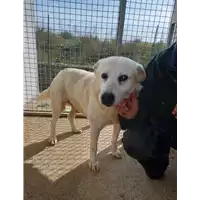 Foto dell\'animale Comune di Corigliano-Rossano - 380260044703886