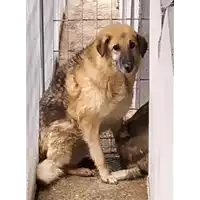 Foto dell\'animale Comune di Corigliano-Rossano - 380260010175764