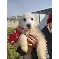 Foto dell\'animale Comune di Corigliano-Rossano - 380260044703362