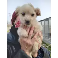 Foto dell\'animale Comune di Corigliano-Rossano - 380260044675067
